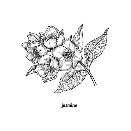 450x450 Sampaguita Drawing - Sampaguita Drawing