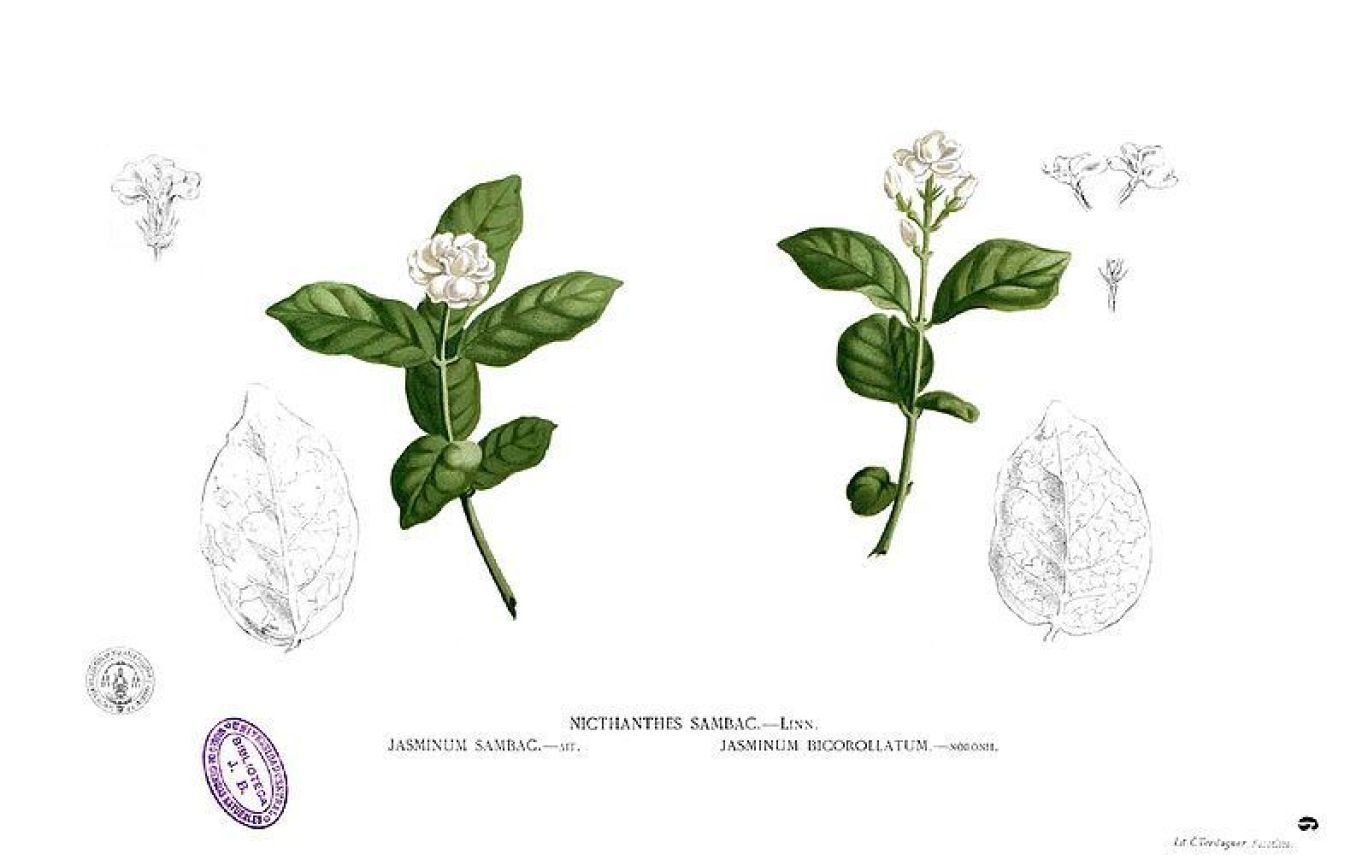 1368x855 Sampaguita Philippines National Flower Tats - Sampaguita Drawing