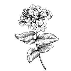240x240 Search Photos Sampaguita - Sampaguita Drawing