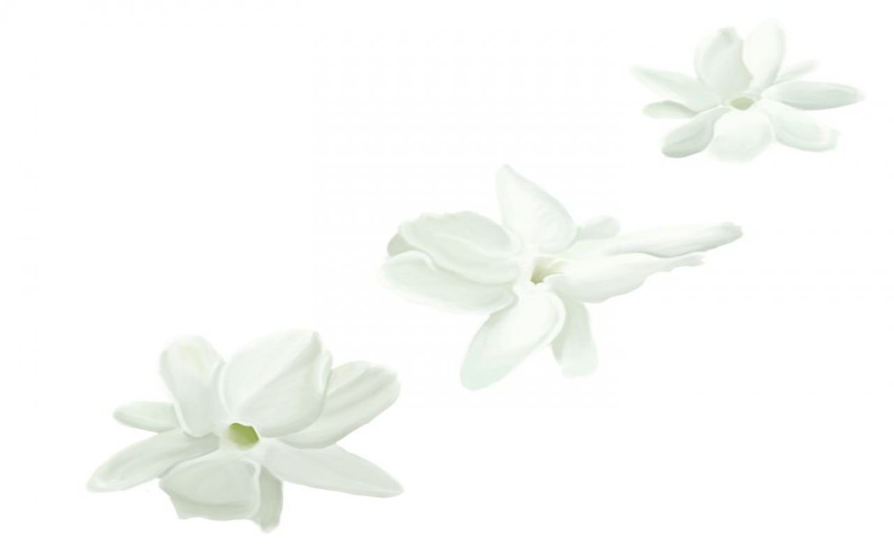 1280x800 Sampaguita Drawing Px - Sampaguita Drawing