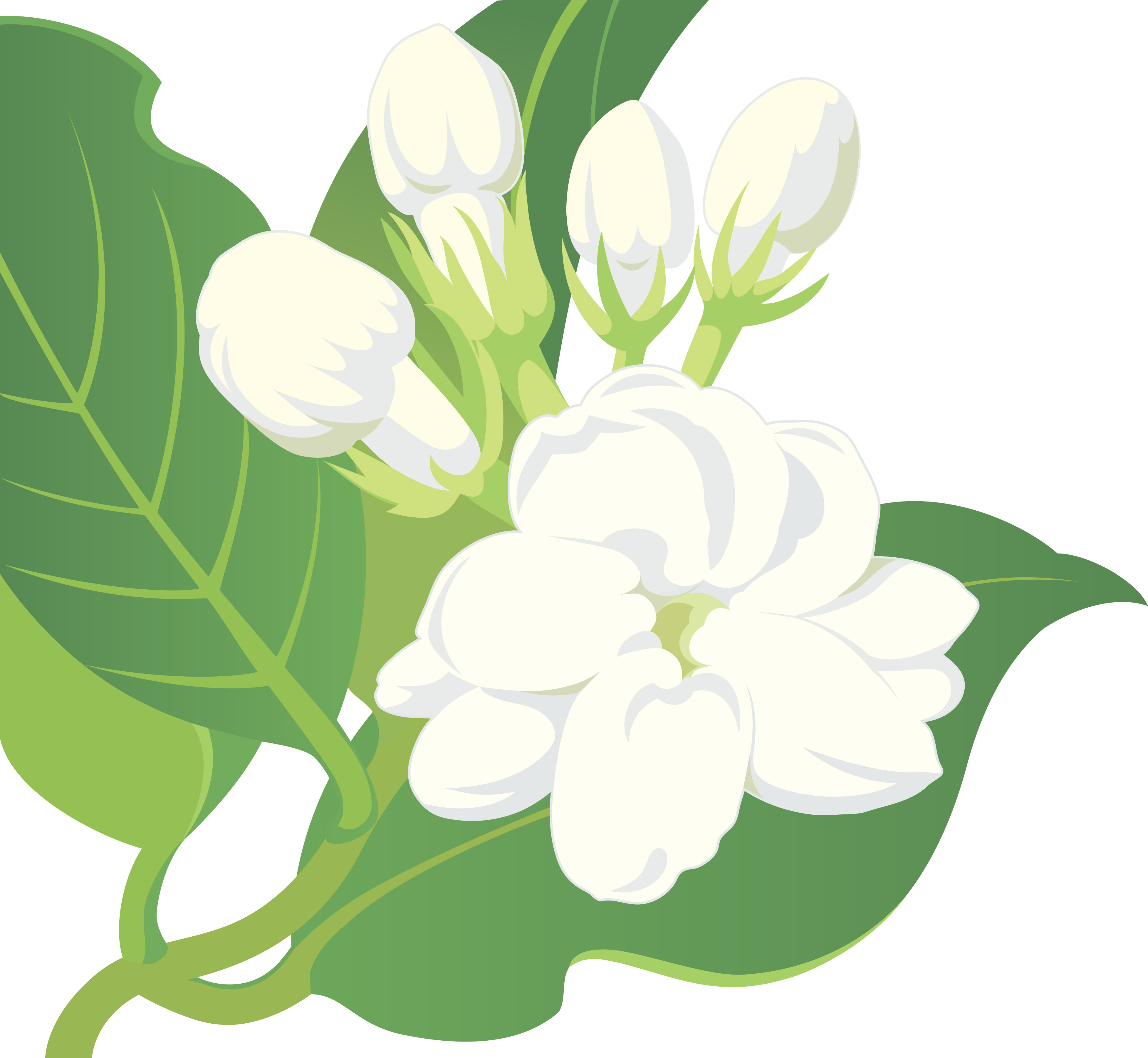 Sampaguita Flower Drawing at Explore collection of