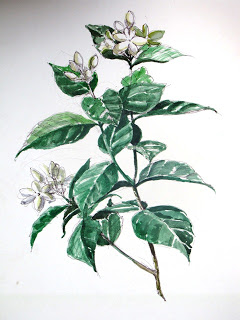 Sampaguita Flower Drawing at PaintingValley.com | Explore collection of