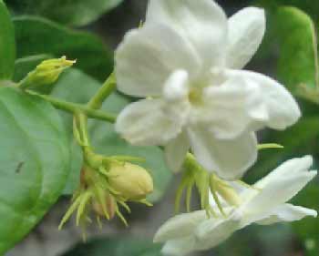 350x281 sampaguita - Sampaguita Flower Drawing