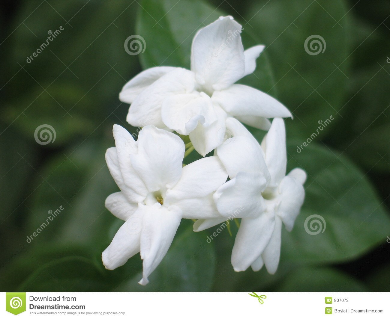 1300x1065 sampaguita flower clipart - Sampaguita Flower Drawing
