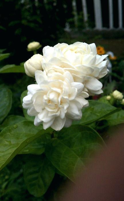 432x700 sampaguita flower is a fragrant species of jasmine naturalized - Sampaguita Flower Drawing
