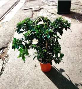 277x300 the three perfumes you should be wearing sampaguita - Sampaguita Flower Drawing