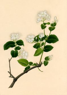 236x334 best sampaguita tattoo inspiration images flowers, jasmine - Sampaguita Flower Drawing