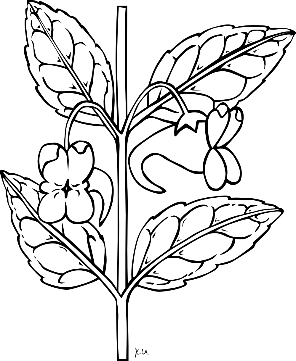 999x1220 bougainvillea drawing pencil transparent png clipart free - Sampaguita Flower Drawing