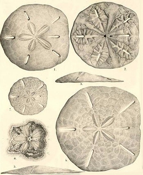502x614 Leodia Sexiesperforata - Sand Dollar Drawing