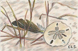 300x197 sand dollar drawings fine art america - Sand Dollar Drawing