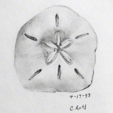 472x472 sand dollar drawings pastors sea shells to draw drawings, art - Sand Dollar Drawing