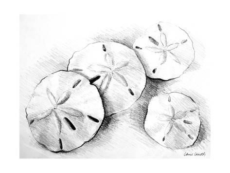 473x355 sand dollar ii premium giclee print - Sand Dollar Drawing