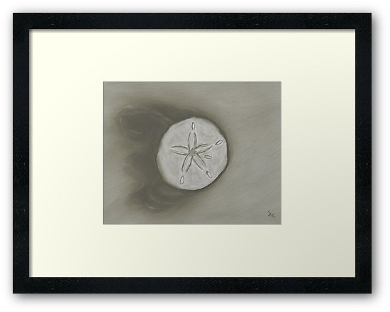 550x440 sand dollar monochromatic pencil drawing framed prints - Sand Dollar Drawing