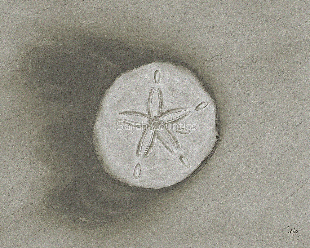 1000x800 sand dollar monochromatic pencil drawing - Sand Dollar Drawing