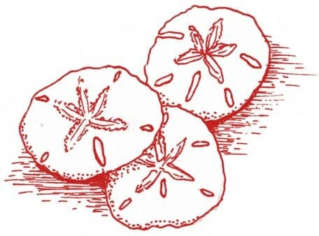 456x338 sand dollar rewards - Sand Dollar Drawing