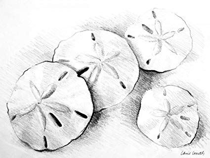 425x320 sand dollar ii - Sand Dollar Drawing