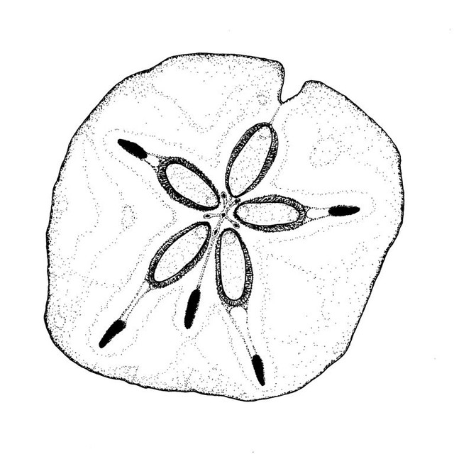 640x640 sanddollar sand dollar, ink drawing original is available - Sand Dollar Drawing