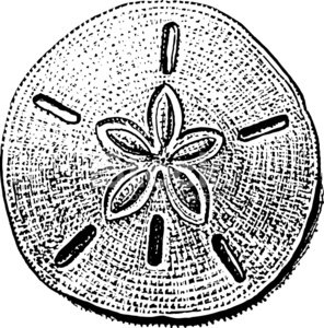 296x300 shell sand dollar, sea life stock vectors - Sand Dollar Drawing