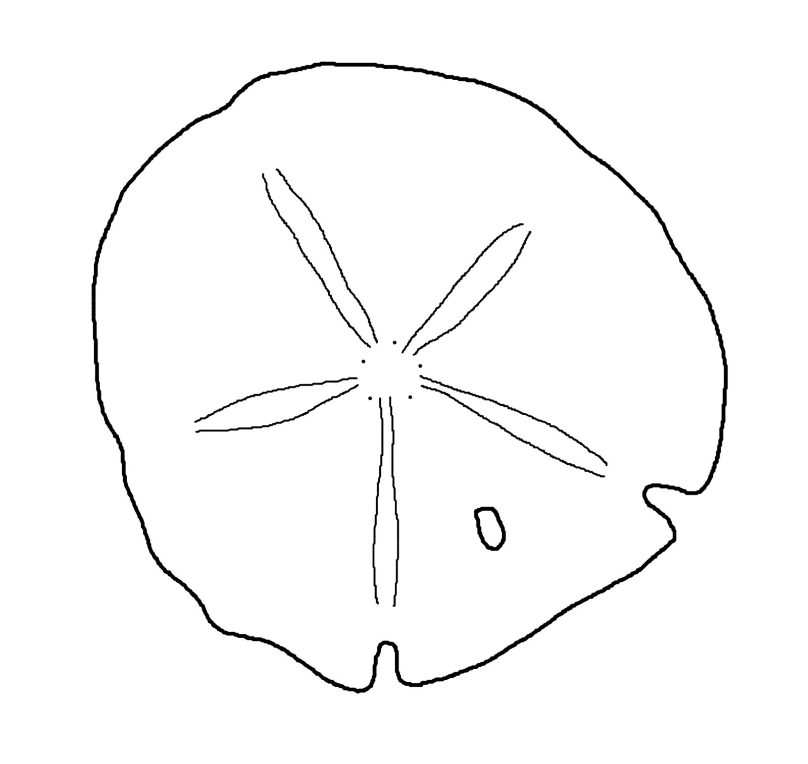 1600x1514 this is best sand dollar clip art - Sand Dollar Drawing