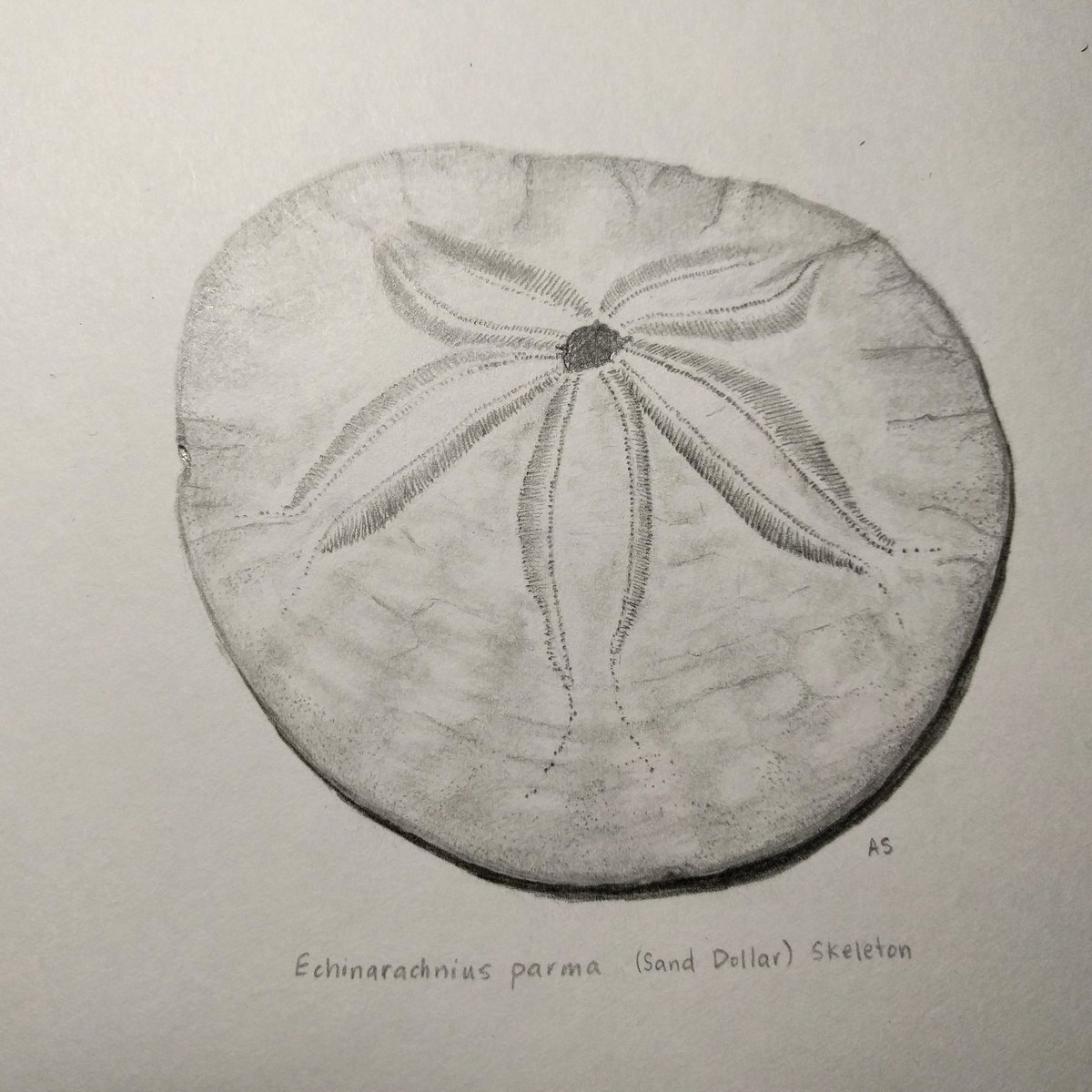 1200x1200 ashley smart on twitter sand dollar skeleton in pencil - Sand Dollar Drawing
