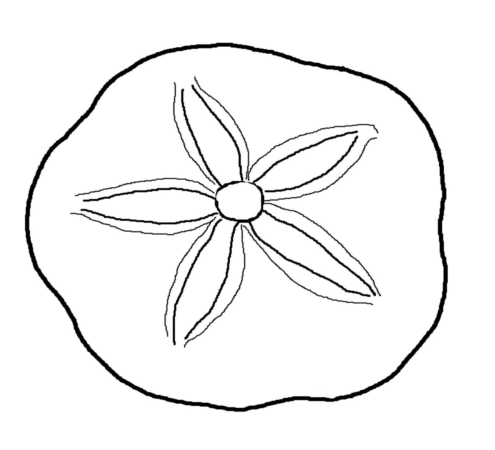 Sand Dollar Drawing at Explore collection of Sand