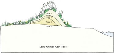 372x175 island beach state park, sand dunes - Sand Dunes Drawing