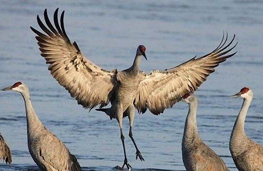 525x342 permit drawing for sandhill crane hunt august - Sandhill Crane Drawing