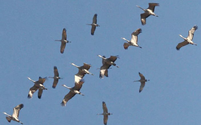 704x439 permit drawings to be held for sandhill crane hunt, duck blind - Sandhill Crane Drawing