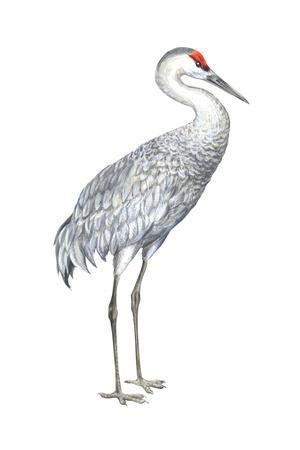 300x450 sandhill crane - Sandhill Crane Drawing