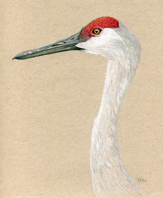 570x694 sandhill crane bird art print - Sandhill Crane Drawing
