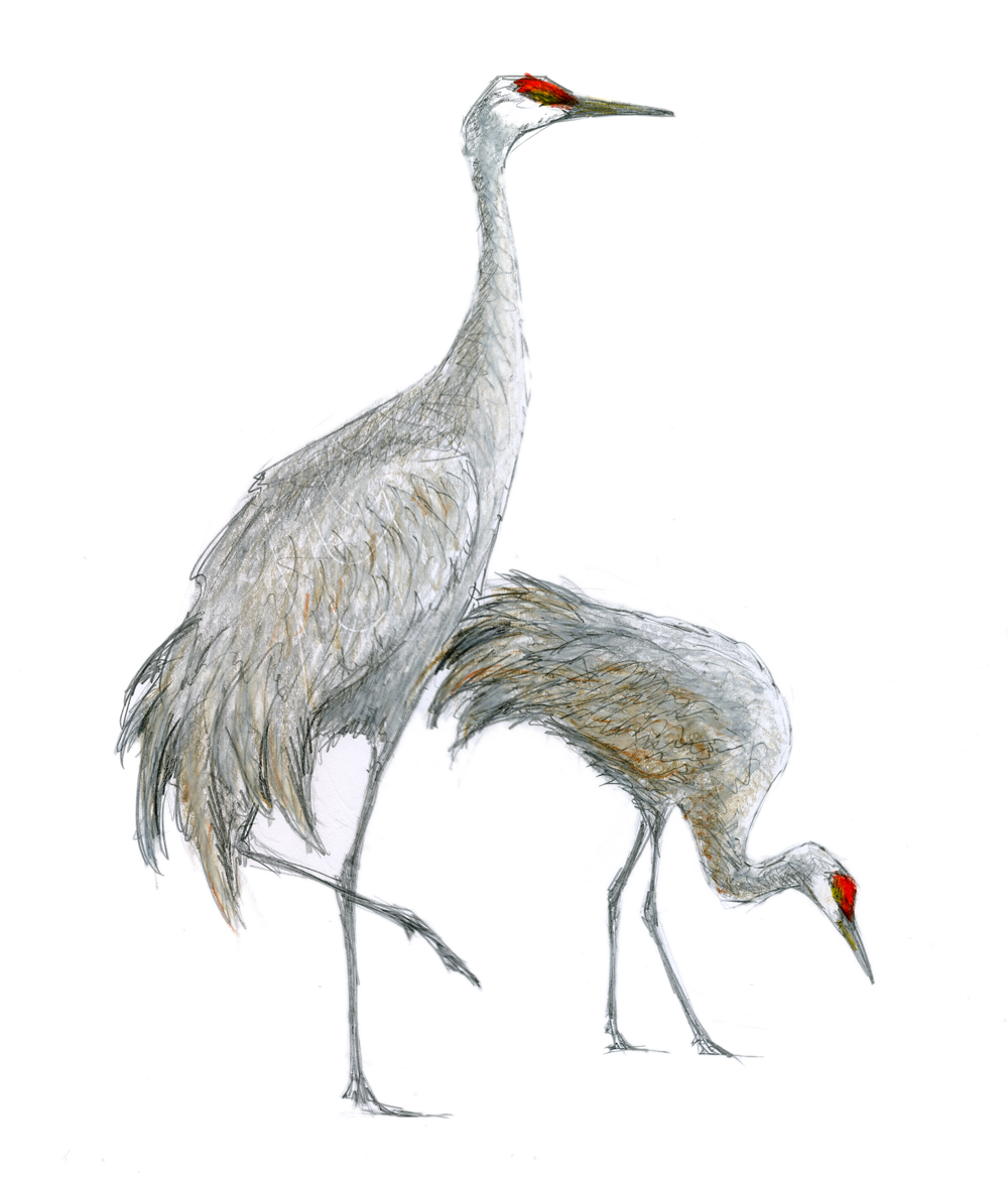 Sandhill Crane Drawing at Explore collection of
