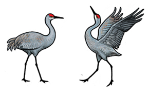 288x189 sandhill crane drawing - Sandhill Crane Drawing