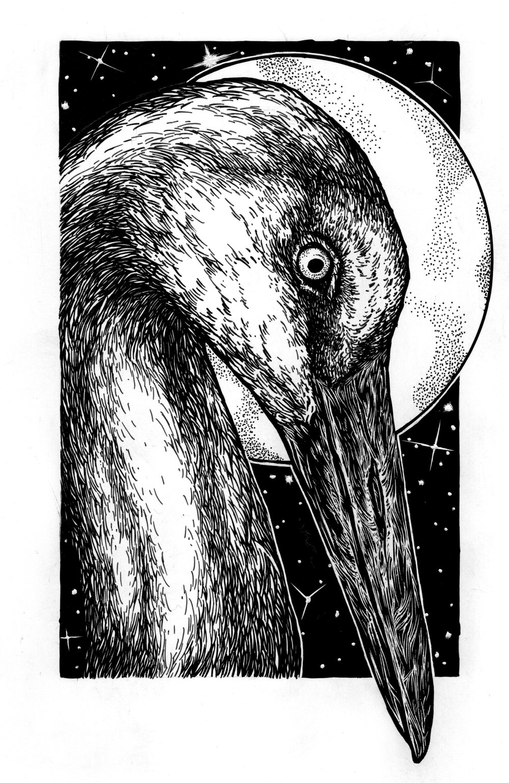 1000x1537 sandhill crane - Sandhill Crane Drawing