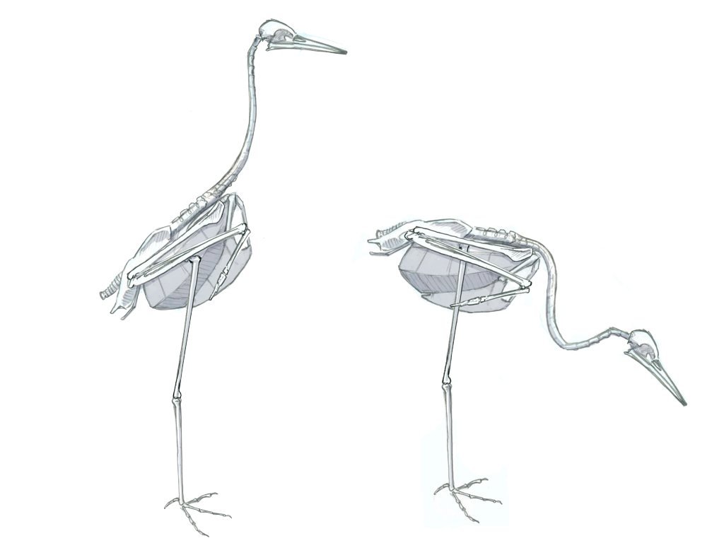 1024x768 sandhill - Sandhill Crane Drawing