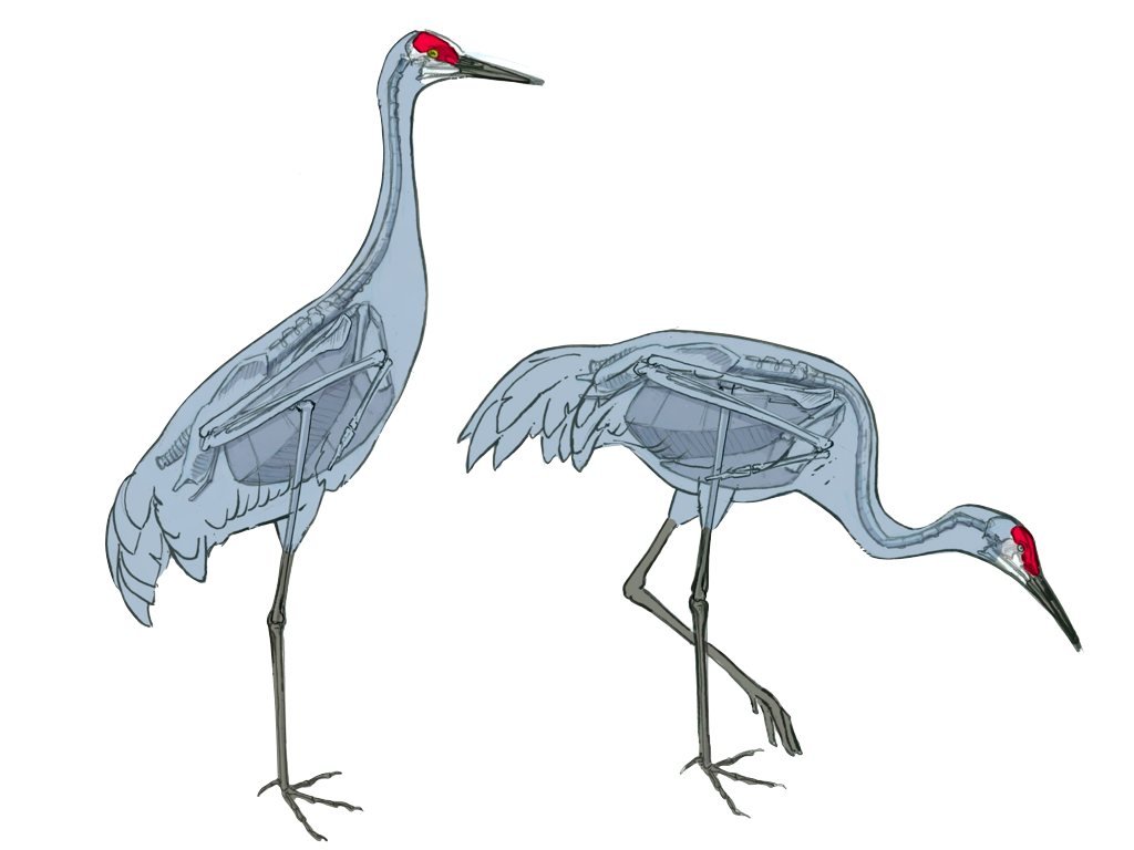 1024x768 sandhill - Sandhill Crane Drawing