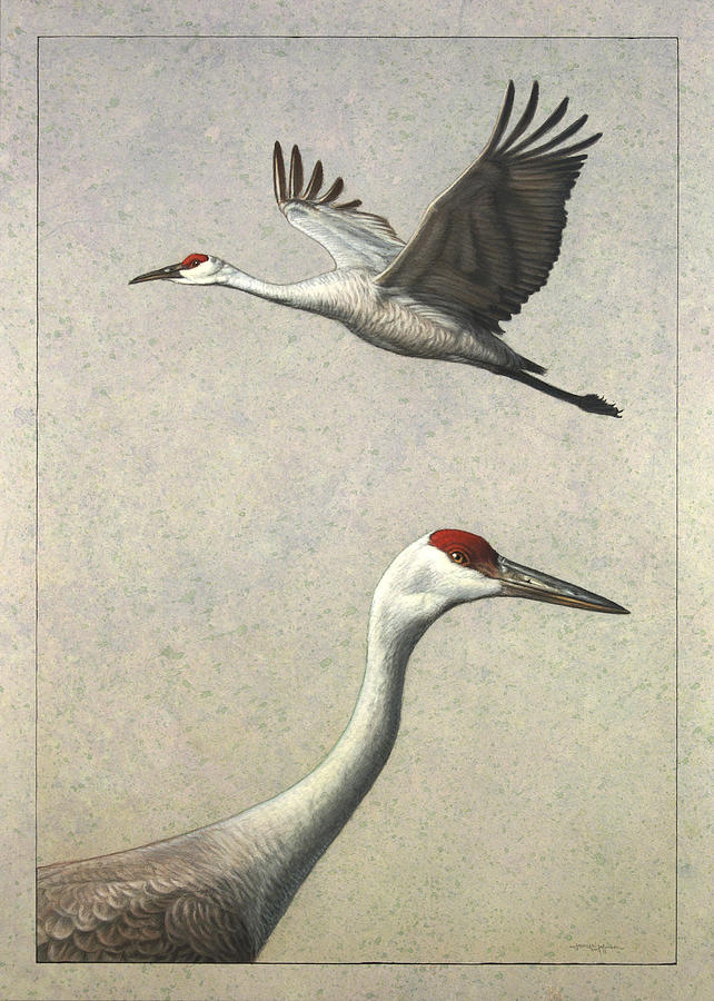 642x900 sandhill cranes painting - Sandhill Crane Drawing