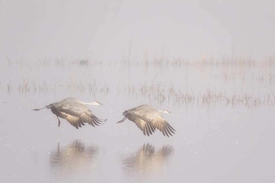 950x633 sandhill cranes - Sandhill Crane Drawing
