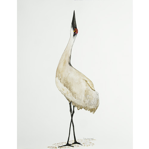 500x500 sandhill crane drawing works of nature - Sandhill Crane Drawing