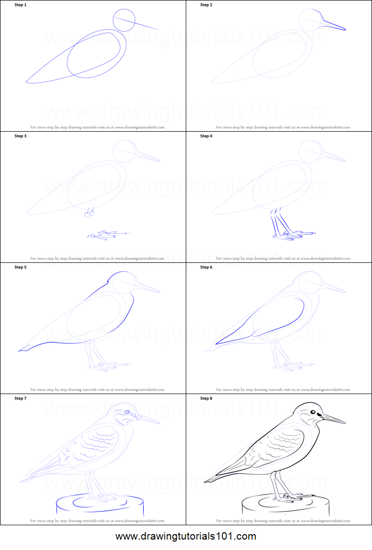 751x1111 how to draw a common sandpiper printable step - Sandpiper Drawing
