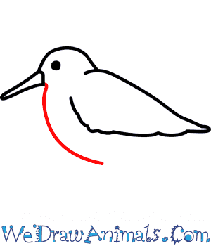 300x350 How To Draw A Sandpiper - Sandpiper Drawing