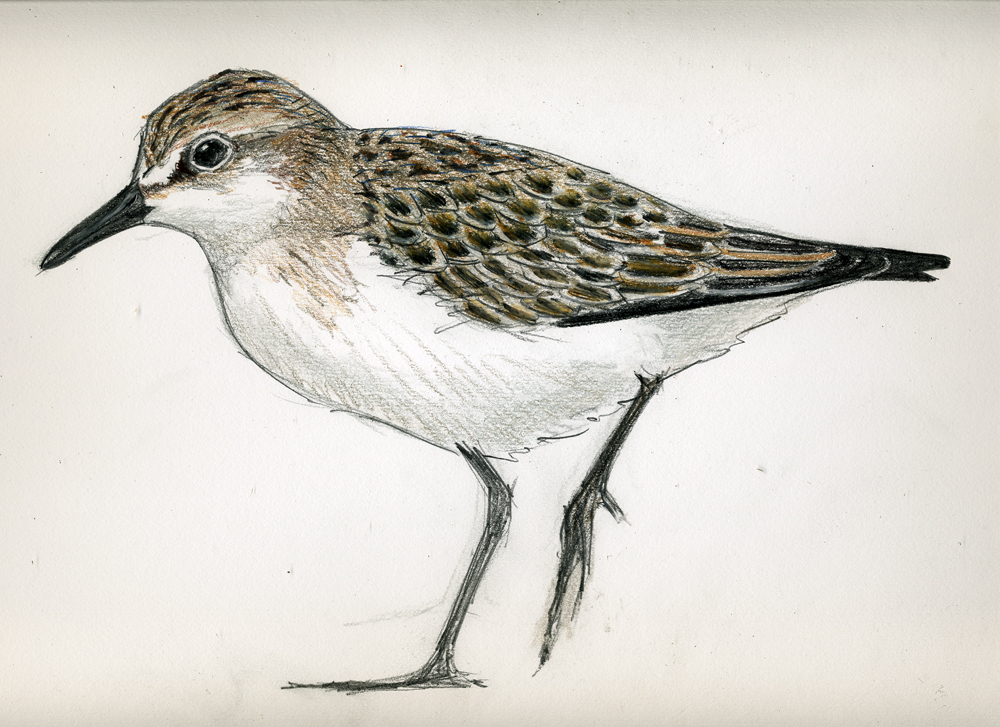 1000x727 Juvenile Semipalmated Sandpiper Neornithes - Sandpiper Drawing