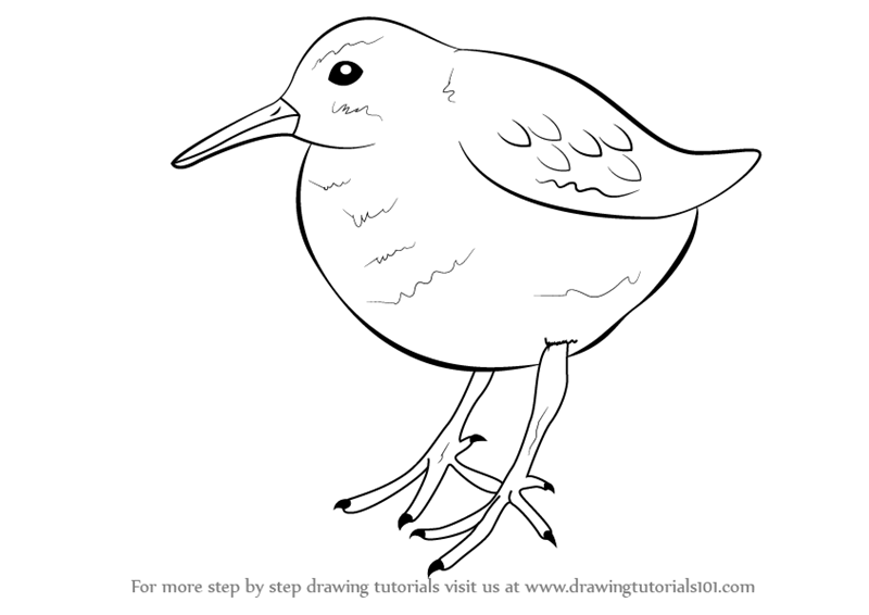 800x566 Learn How To Draw Pectoral Sandpiper - Sandpiper Drawing