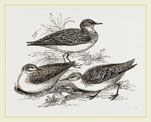 300x244 Little Sandpipers Drawing - Sandpiper Drawing