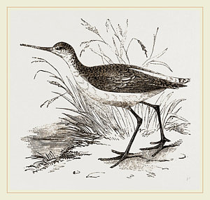 300x285 marsh sandpiper drawing - Sandpiper Drawing
