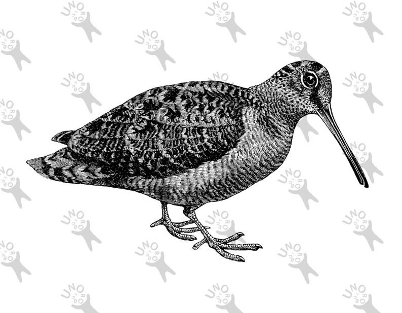 794x619 Retro Drawing Bird Woodcock Snipe Sandpiper Instant Download Etsy - Sandpiper Drawing
