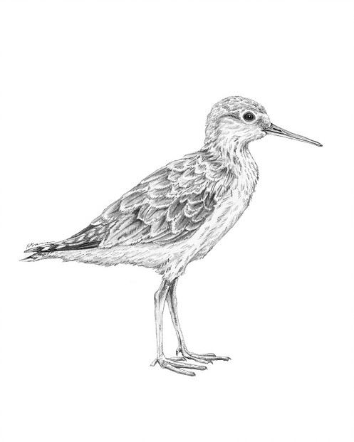 497x621 Sandpiper Art Print - Sandpiper Drawing