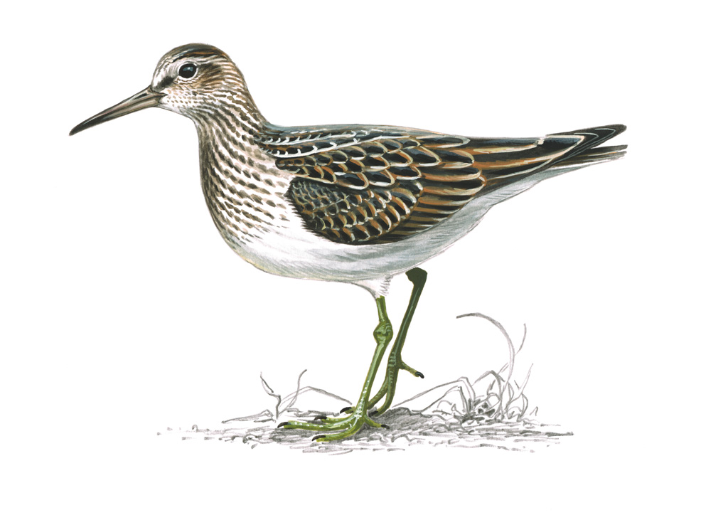 1024x724 Sandpiper Drawing - Sandpiper Drawing