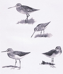 256x300 Sandpiper Drawings Fine Art America - Sandpiper Drawing