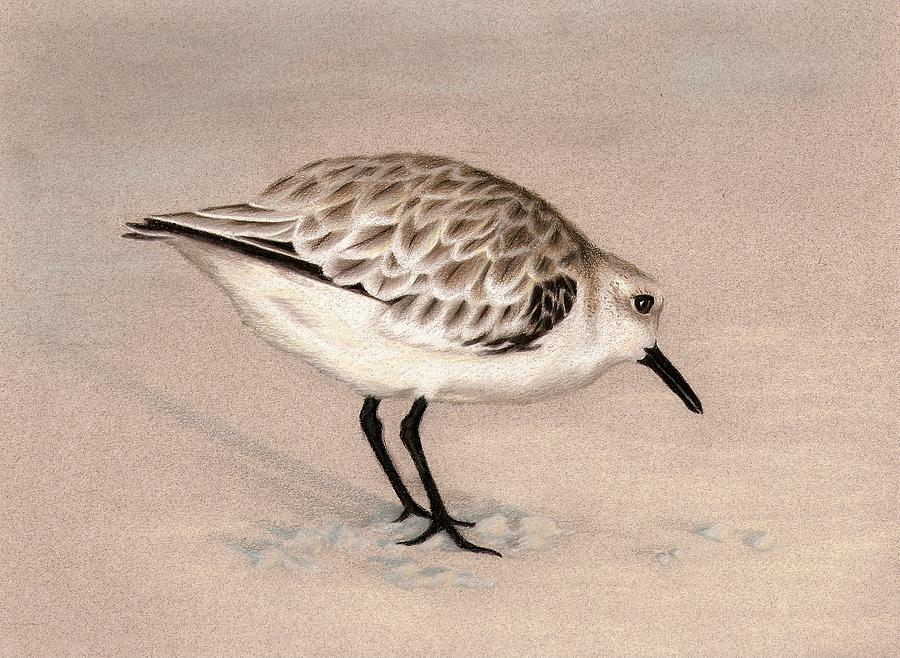 900x658 Sandpiper On Sand Drawing - Sandpiper Drawing