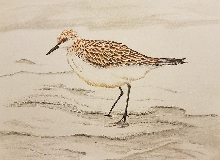 Sandpiper Drawing at Explore collection of